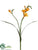 Freesia Spray - Yellow - Pack of 12