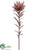 Leucadendron Spray - Brown - Pack of 12