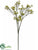 Baby's Breath Spray - Green Cream - Pack of 12