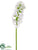 Hyacinth Spray - White - Pack of 12