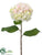 Hydrangea Spray - Cream Pink - Pack of 12