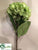 Hydrangea Spray - Lime - Pack of 12