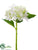 Hydrangea Spray - White Cream - Pack of 24