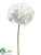 Hydrangea Spray - Cream - Pack of 12