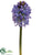 Hyacinth Spray - Helio - Pack of 12