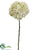 Hydrangea Spray - Cream Green - Pack of 6