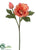 Helleborus Spray - Coral - Pack of 12