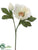 Helleborus Spray - Cream Green - Pack of 12