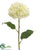 Hydrangea Spray - Cream - Pack of 12