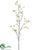 Heptacodium Spray - White - Pack of 12