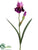 Bearded Iris Spray - Violet Lilac - Pack of 12