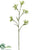 Kangaroo Paw Spray - Lime Green - Pack of 12