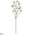 Kangaroo Paw Spray - Green - Pack of 12