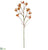 Kangaroo Paw Spray - Orange Rust - Pack of 12