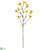 Kangaroo Paw Spray - Yellow - Pack of 12