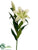 Stargazer Lily Spray - Green - Pack of 12