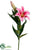 Stargazer Lily Spray - Rubrum - Pack of 12