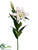 Stargazer Lily Spray - White - Pack of 12