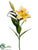 Stargazer Lily Spray - Yellow - Pack of 12