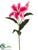 Casablanca Lily Spray - Rubrum - Pack of 12