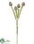 Leucadendron Spray - Chocolate - Pack of 12