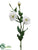 Lisianthus Spray - White - Pack of 12