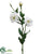 Lisianthus Spray - White - Pack of 12