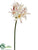 Nerine Lily Spray - Pink Cream - Pack of 12