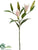 Lily Bud Spray - Cream Rubrum - Pack of 6