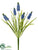 Muscari Pick - Blue - Pack of 24