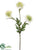 Aster Mum Spray - Green Cream - Pack of 12