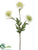 Aster Mum Spray - Green Cream - Pack of 12