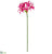 Nerine Lily Spray - Fuchsia - Pack of 12