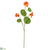 Nasturtium Spray - Flame - Pack of 12