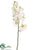 Phalaenopsis Orchid Spray - Cream - Pack of 12