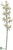 Cymbidium Orchid Spray - Cream - Pack of 12