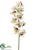 Cymbidium Orchid Spray - Cream Burgundy - Pack of 6