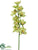 Cymbidium Orchid Spray - Green Burgundy - Pack of 6