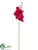 Phalaenopsis Orchid Spray - Burgundy Red - Pack of 12