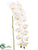 Silk Plants Direct Phalaenopsis Orchid Spray - White - Pack of 6