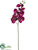 Phalaenopsis Orchid Spray - Plum - Pack of 12