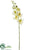 Phalaenopsis Orchid Spray - Cream Yellow - Pack of 12