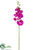 Phalaenopsis Orchid Spray - Orchid - Pack of 12