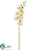 Phalaenopsis Orchid Spray - White - Pack of 12