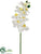 Phalaenopsis Orchid Spray - White - Pack of 12