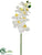 Phalaenopsis Orchid Spray - White - Pack of 12