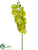 Phalaenopsis Orchid Spray - Lime Light - Pack of 12