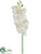 Phalaenopsis Orchid Spray - White - Pack of 12