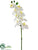 Phalaenopsis Orchid Spray - White - Pack of 6