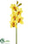 Cymbidium Orchid Spray - Yellow Burgundy - Pack of 6